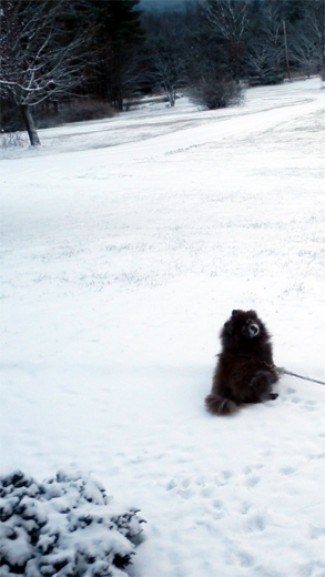 Meko loves the snow