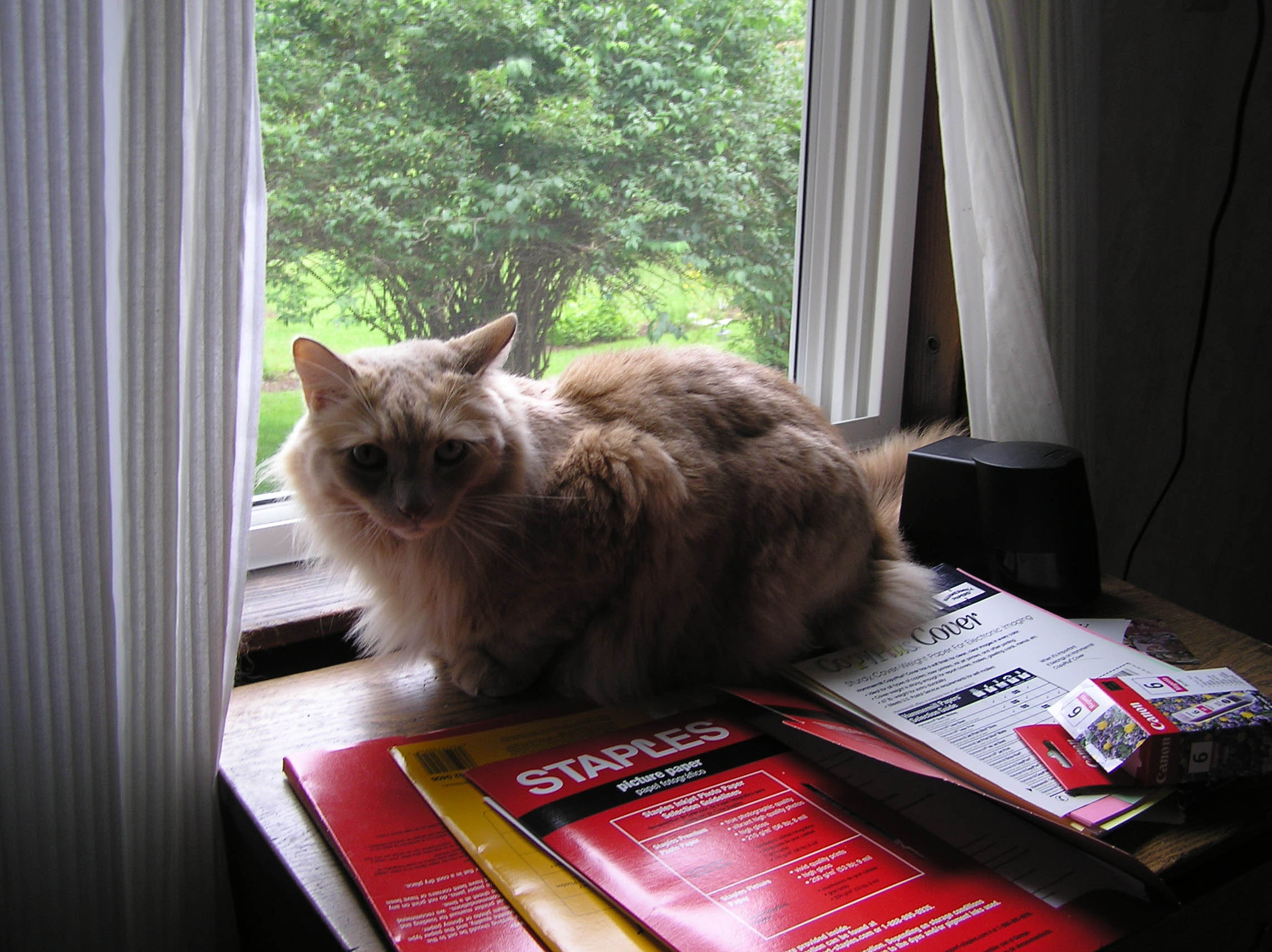 cat sitting in window
