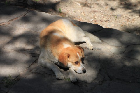 Stray-Dogs Sad-Animals publicphoto.org